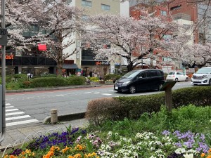 2024.4.2実習国立桜風景