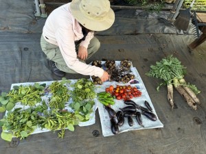 じゃがいも収穫祭の前の週も枝豆などとれました